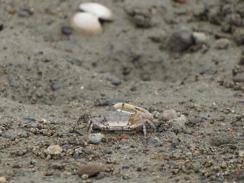 ハクセンシオマネキ