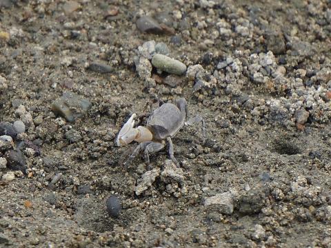 ハクセンシオマネキ