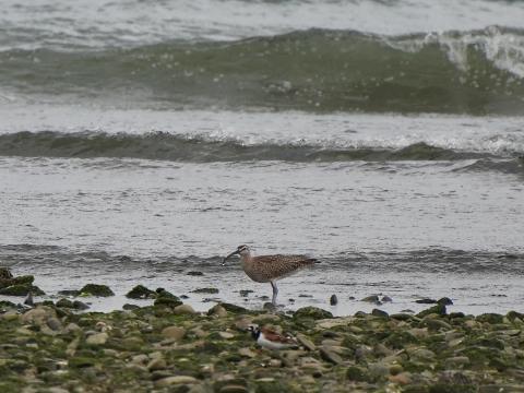 チュウシャクシギ
