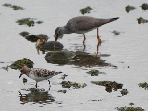 トウネンとキアシシギ