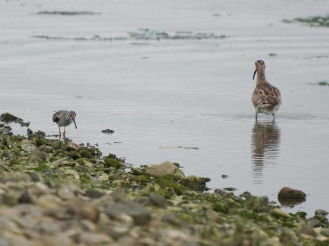 キアシシギとチュウシャクシギ