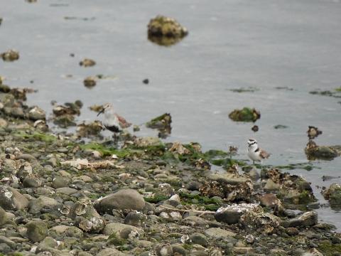 ハマシギとシロチドリ