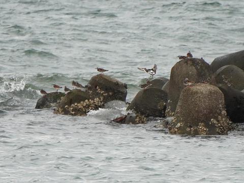 ★キョウジョシギ