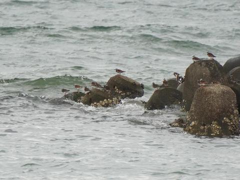 キョウジョシギ