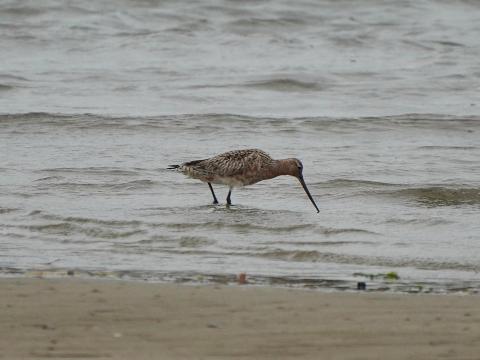 オオソリハシシギ