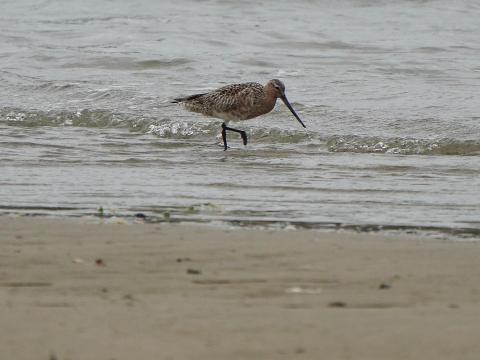 オオソリハシシギ