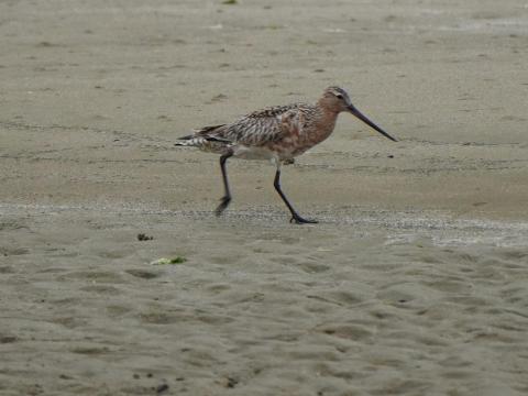 オオソリハシシギ