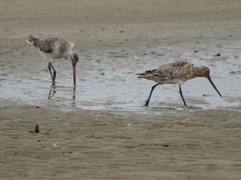 オグロシギとオオソリハシシギ