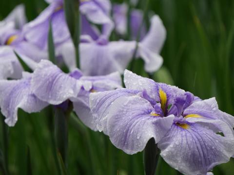 ハナショウブ 蛇の目傘