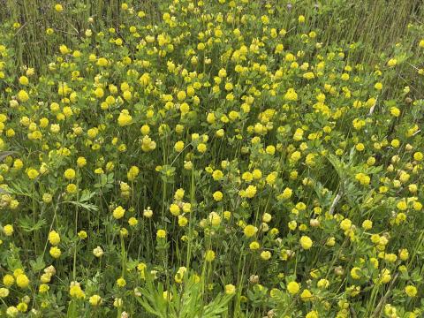 テマリツメクサ
