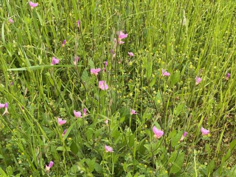 セイヨウヒキヨモギとユウゲショウ