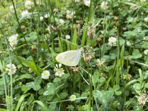 ヘラオオバコにモンシロチョウ