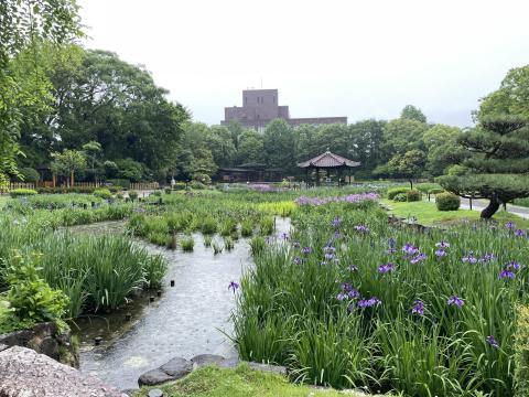 城北公園菖蒲園