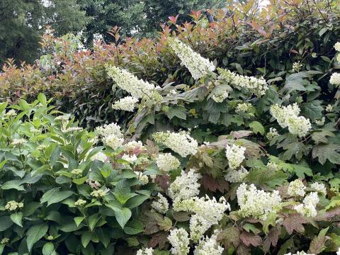 カシワバアジサイ