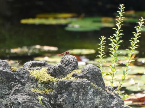 ショウジョウトンボ