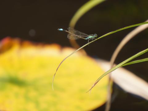 アオモンイトトンボ