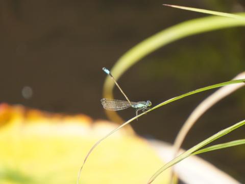 アオモンイトトンボ