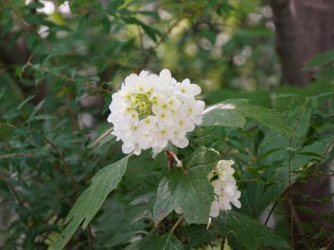 カシワバアジサイ