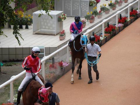 メイショウズイウン