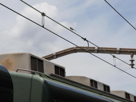 南海復元塗装7100系とハクセキレイ