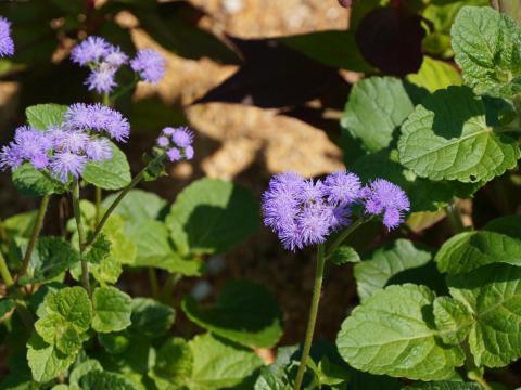 カッコウアザミ