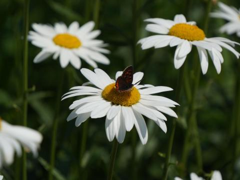 シャスタデージーとベニシジミ