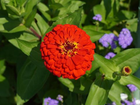 ヒャクニチソウ