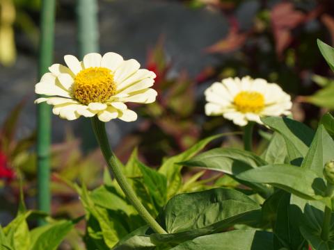 ヒャクニチソウ