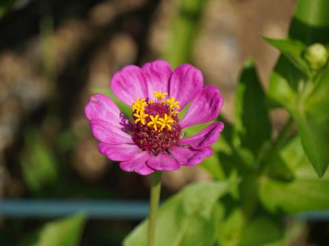 ヒャクニチソウ