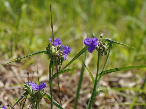 オオムラサキツユクサ