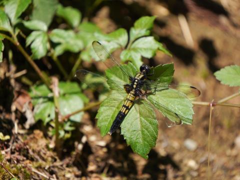 オオシオカラトンボ