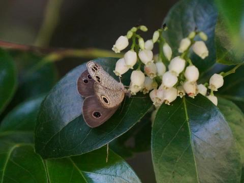 シャシャンボにヒメウラナミジャノメ