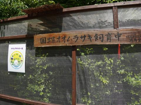 国蝶オオムラサキ飼育中