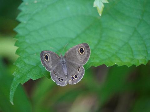 ヒメウラナミジャノメ