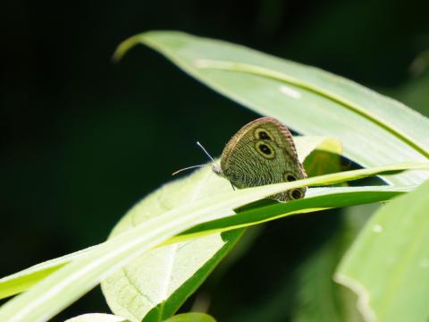 ウラナミジャノメ
