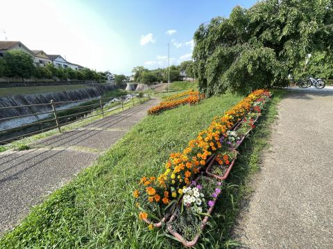 マリーゴールド