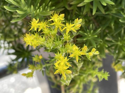 ツルマンネングサ