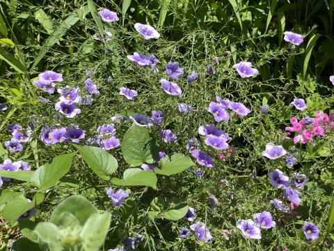 ニーレンベルギア