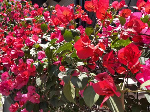 ブーゲンビリア