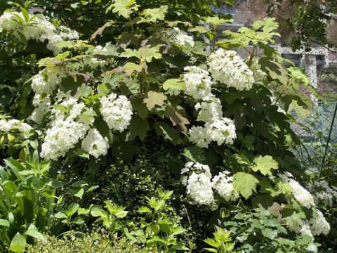 カシワバアジサイ