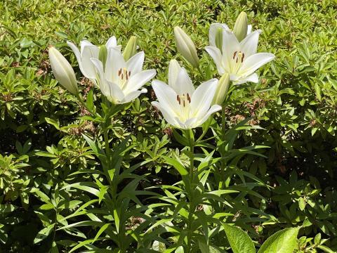 スカシユリ