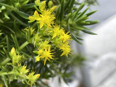 ツルマンネングサ