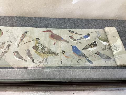 鳥類図鑑（粉本）