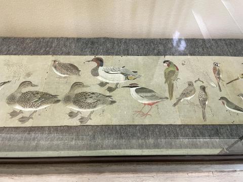 鳥類図鑑（粉本）