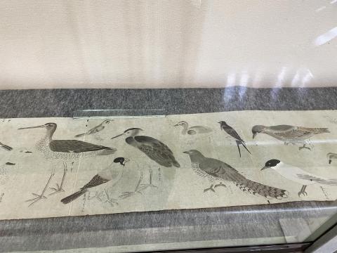 鳥類図鑑（粉本）