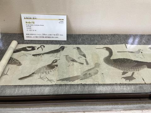 鳥類図鑑（粉本）