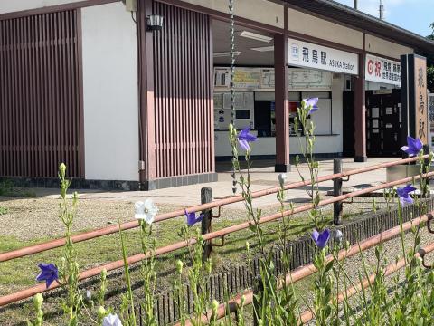 近鉄飛鳥駅前のキキョウ