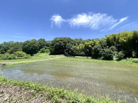 尾根に挟まれた田んぼ