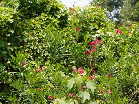 キョウチクトウ