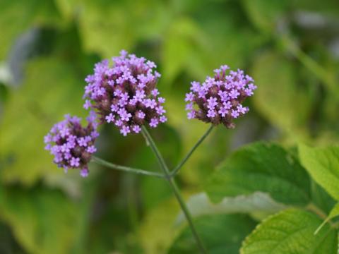 ヤナギハナガサ